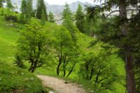 2015-06-25_06EngAlm (135).JPG